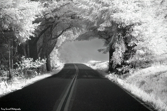 Day 72 - West Ridgecrest Blvd, Mt Tamalpais - Infrared