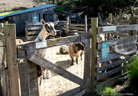 Marin Ventures @ Slide Ranch 13 (Terry Scussel)