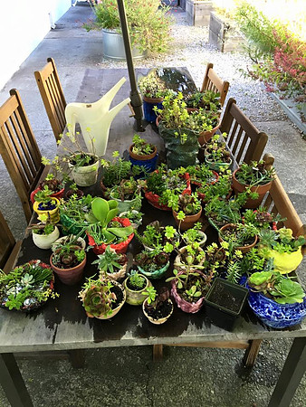Succulent Garden