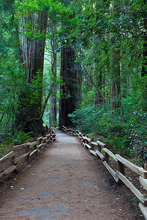 A Walk in Muir Woods