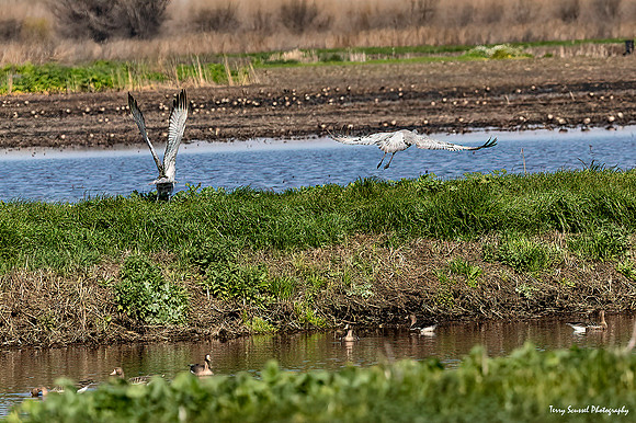 Woodbridge Ecological Reserve 26