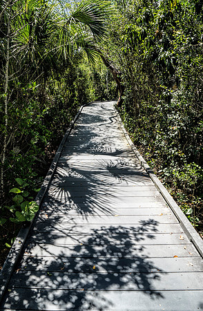 Board Walk Shadows Color