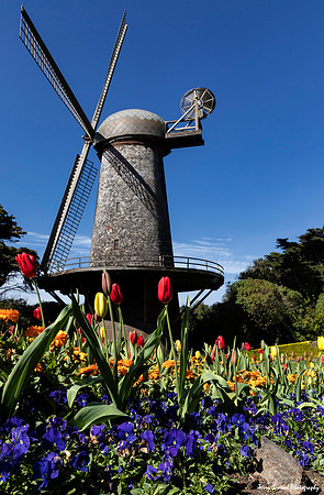 Dutch Windmill & Queen Wilhelmina Tulip Garden