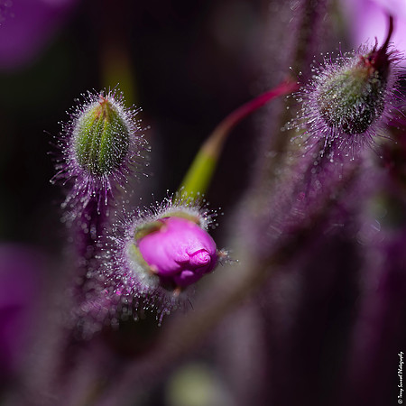 Budding 3, Mendocino Coast Botanical Gardens copy