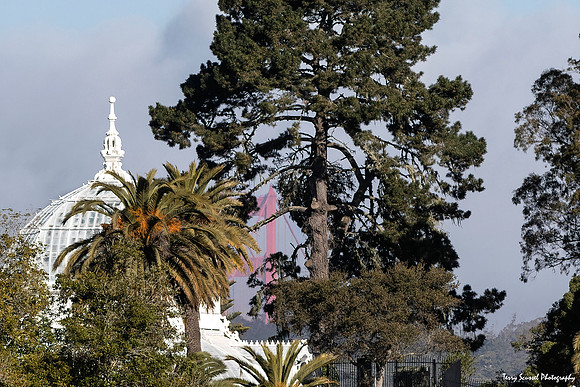Conservatory of Flowers, GGP (Terry Scussel)