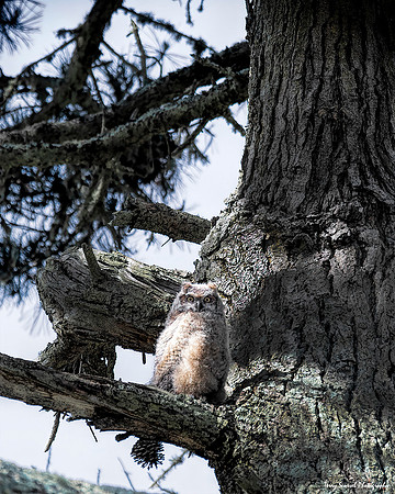 Great Horn Owl Chick