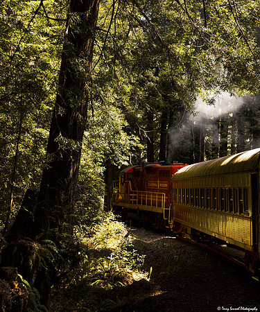 California Westerrn (aka Skunk Train) through the Redwood Forest copy
