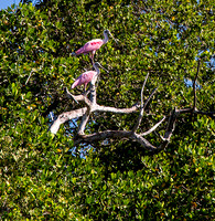 Roseate Spoonbill in Mangrove 2