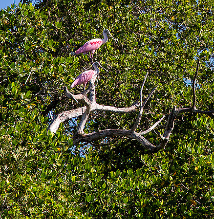 Roseate Spoonbill in Mangrove 2