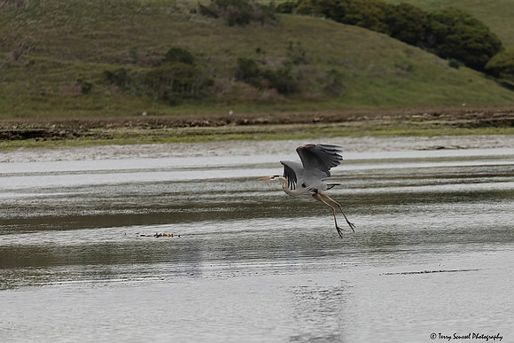 Blue Heron in flight 2
