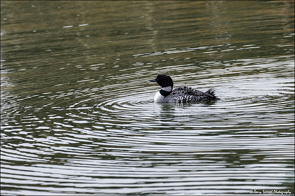 Common Loon 1, Elkhorn Slough