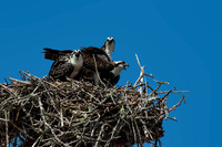 Mother Osprey and Fledging Chicks