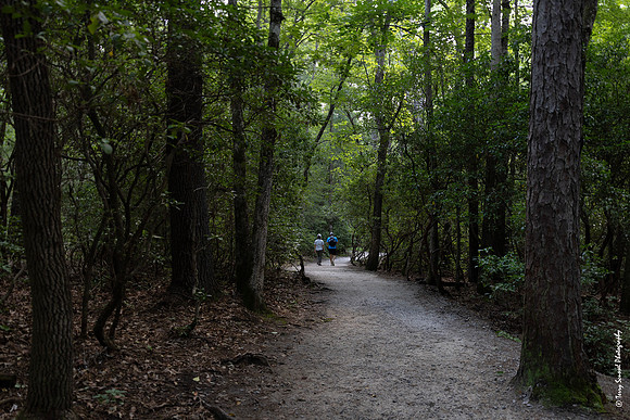Dupont State Forest Trail 1 copy