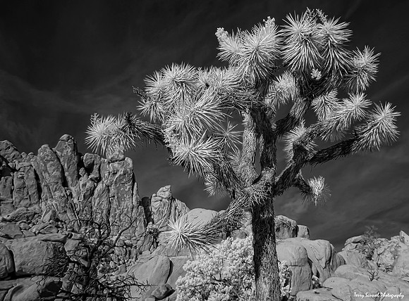Joshua Tree IR 3-1