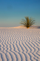 Yucca at White Sands