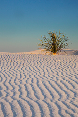 Yucca at White Sands