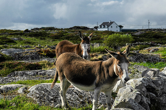 Aran Islands Farm 1