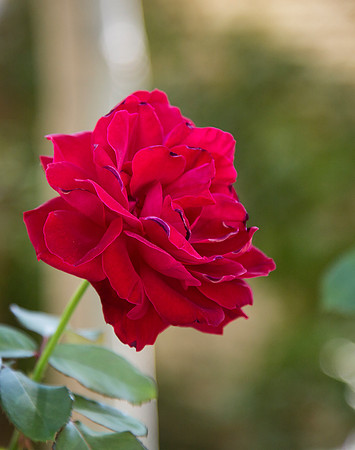 Red Rose