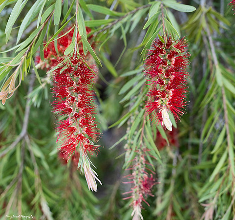 Tunnel Tops 9 - Bottle Brush Tree - GGNR copy