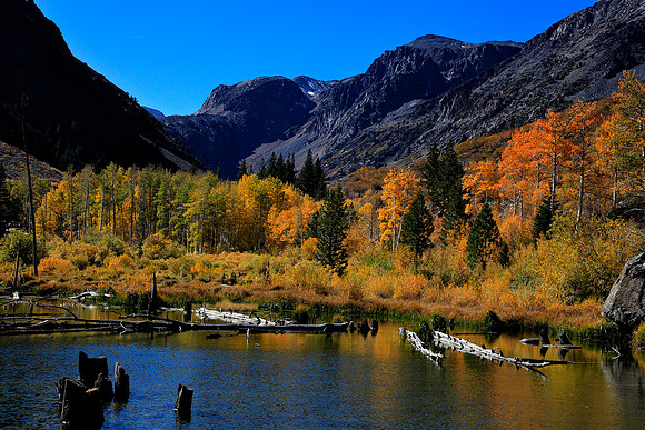 Lundy Canyon Fall Color 1