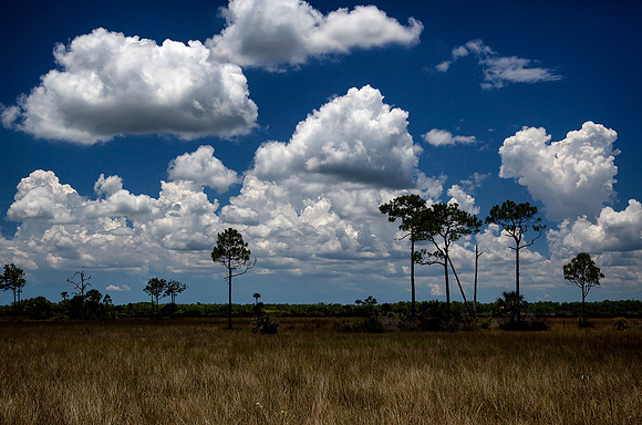 Big Cypress National Preserve 2