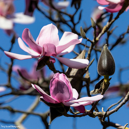 Magnolias in Bloom 2 GGP (Terry Scussel)