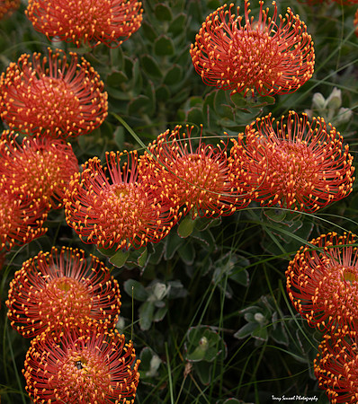 Tunnel Tops 4 - Orange Protea Pincushion - GGNR copy