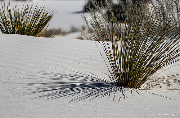 White Sands Shadows