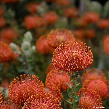 Tunnel Tops 7 - Orange Protea Pincushion - GGNR copy