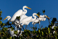 Day 23 - Great Egret 1