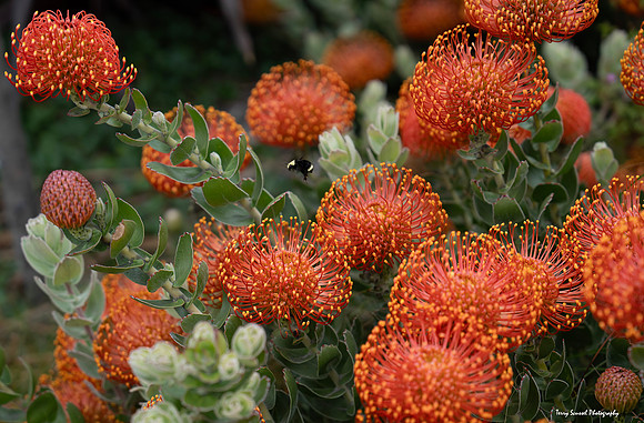 Tunnel Tops 6 - Orange Protea Pincushion - GGNR copy