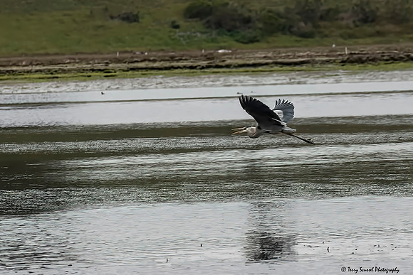 Blue Heron in flight 4