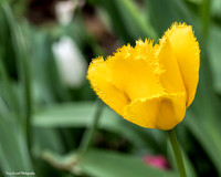 Tulip Patch 9