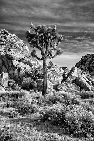 Lone Joshua Tree IR