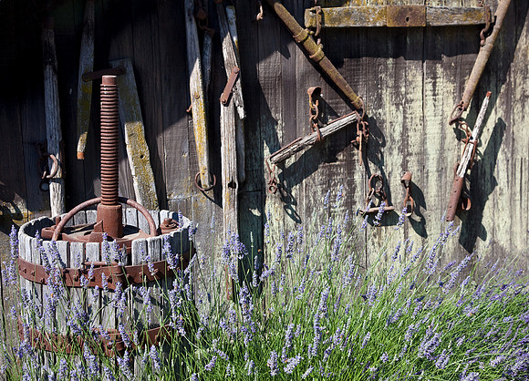 Lavender Barn