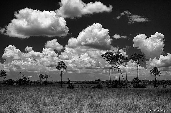 Big Cypress National Preserve 2 B&W
