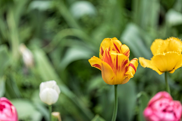 Tulip Patch 5