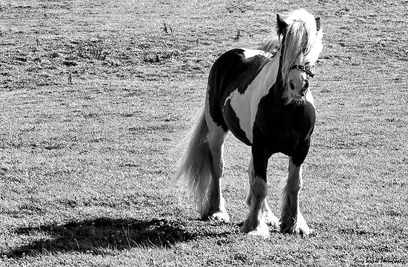 Scottish Pony