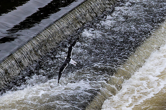Fly Over Pulteney Bridge Water Falls, Bath England