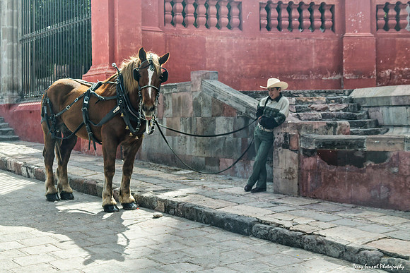 Carriage Horse, San Miguel de Allende