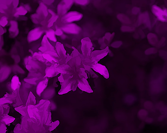 Flower 3