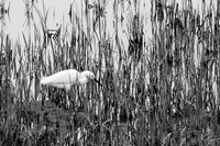 Snowy Egret 1 B&W