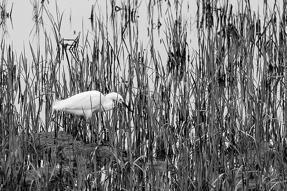 Snowy Egret 1 B&W