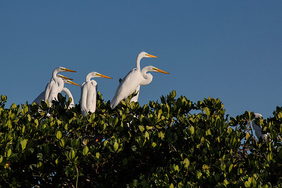 6 Great Egrets - Everglades Rookery