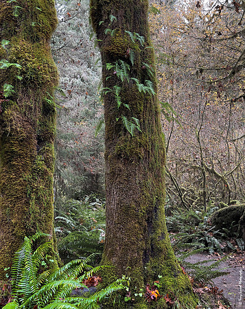 Hoh Rainforest 11 copy