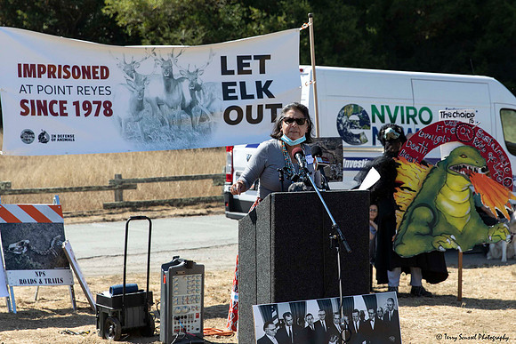 Save the Elk, Pt Reyes 12 (Terry Scussel)