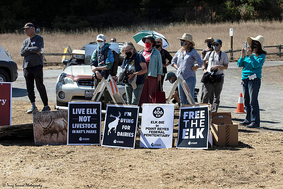 Save the Elk, Pt Reyes 17 (Terry Scussel)