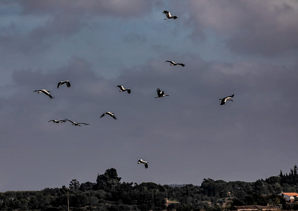Algarve Stork 2