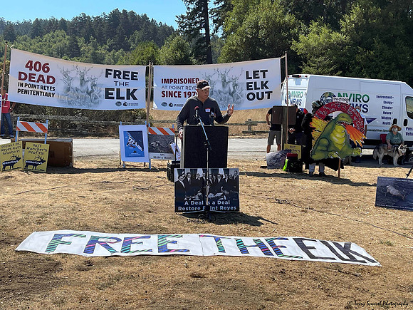 Save the Elk, Pt Reyes 11 (Terry Scussel)