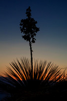 Yucca Sunset